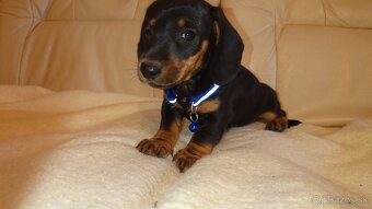 Jazvečik trpasličí hladkosrsty králičí psík - 4