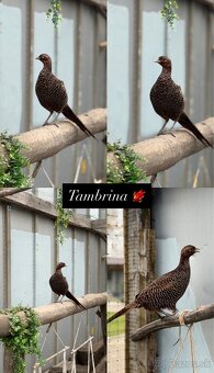 Predám Sebritky a bažanty tenebroz - 4