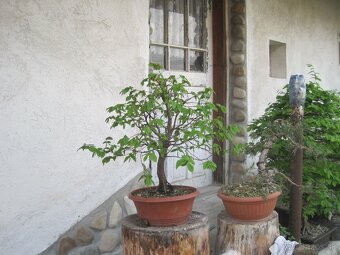 bonsai,bonsaj-hrab 5 - 4