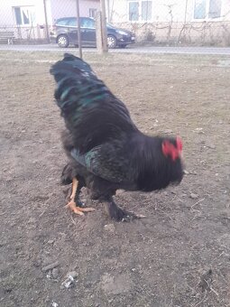 Brahmanka veľká - 4