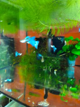 Gupky tuxedo blue - 4