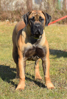 BOERBOEL BALLOTADA -2 FENY-10 MĚSÍCŮ-garance DKK,DLK,OCD - 4