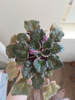 Panašovanu africká fialka (Saintpaulia variegata) - 4