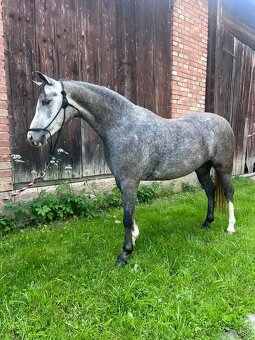 Welsh pony kobylka na sport aj jazdeckú školu - 4
