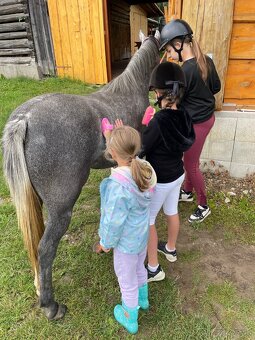 Pony kobylka s úžasnou povahou - 4