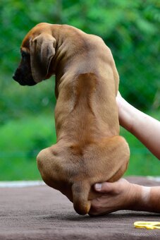Štěně rhodéského ridgebacka - pes s PP - 4