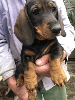 Jazvečík standard šteniatka - 4