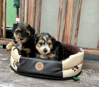 Yorkshire terrier - 4