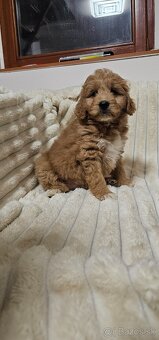 Goldendoodle - 4