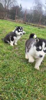 Sibírsky Husky - 4