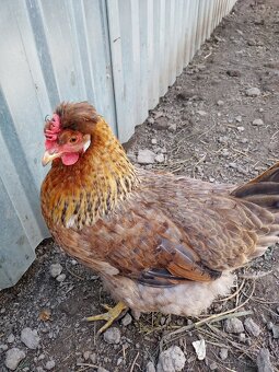 Zelene nasadove vajicka - 4