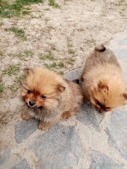 Oranžový špic - pomeranian - 4
