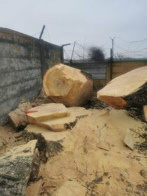 Výrub orez stromu, rizikové pílenie stromov, frézovanie pňov - 4