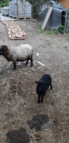 Predám Quessantske ovečky - 4