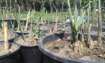 trstina Aruna-Arundo-donax-Trsteník,trstina obrovská - 4
