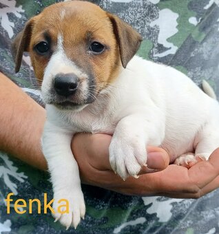 Jack russel terier šteniatka - 4