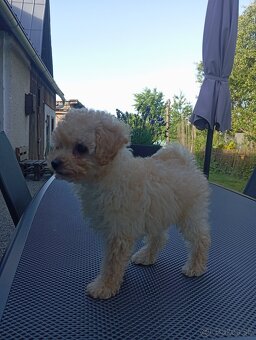 Pudel,trpasliči pudlik - 4