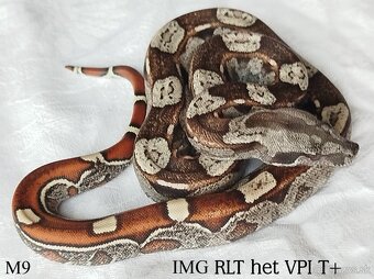Boa constrictor - 4