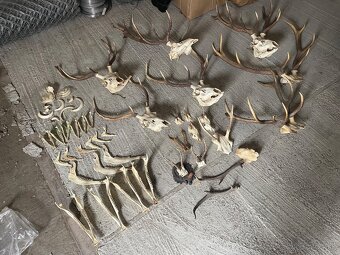 Poľovnícke trofeje – parohy, lebky, čeľuste, diviačie kly - 4