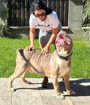 American bully xxl - 4