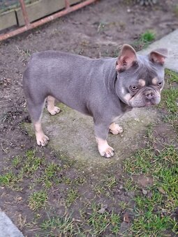 Francúzsky buldoček blue tan sučka - 4