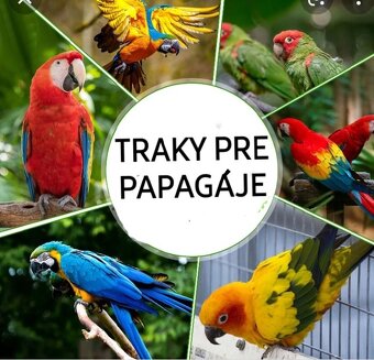 Alexander malý , aratinga slnečná KROTKY - 4