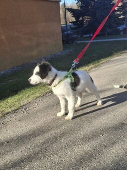 Šteniatko Border kólia - 4