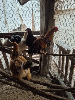 Predam mladych kohutov - 4