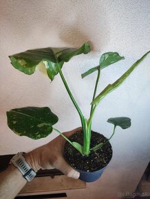 Monstera Thai Constellation - Thajka - 4