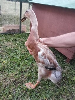 Indicky bezec - 4