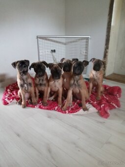 Bulmastif šteniatka🥰 - 4