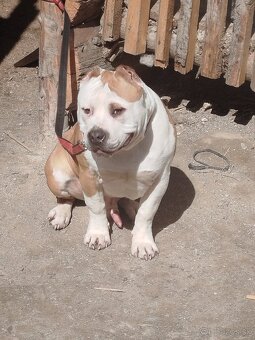 Bully - 4
