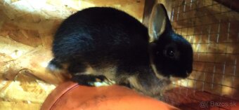 zakrslí kralik ohnivák - 4