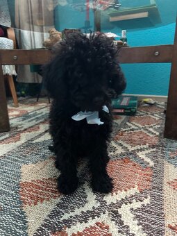 Pudel trpasličí - 4