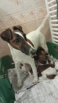 Foxteriér hladkosrstý od Hrubého lesa - 4