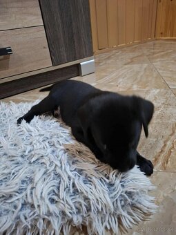 Šteniatko labradora - 4