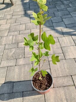 Ľaliovník tulipánokvetý - 4