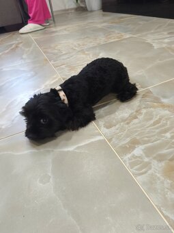 Black Yorkshire terrier - 4