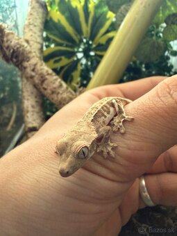 Terárium + Pagekon riasnatý - 4