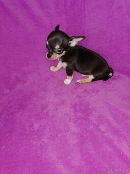 Čivava krátkosrstá - 4