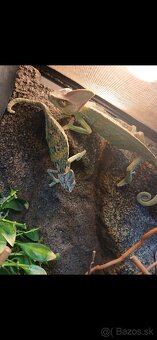 Chameleon jemensky - 4