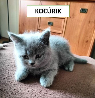 Mačiatko - Britská modrá a bicolor - 4