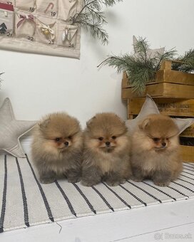 Pomeranian mini - 4