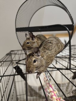 Osmaky degu - 4
