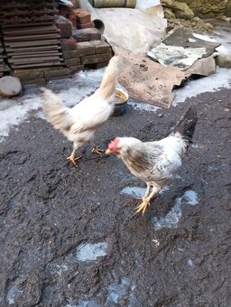 Predam 3 kohutov - 4