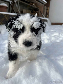 Border kólia s PP - 4