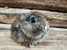 Zakrslé králiky-zajačiky - 4