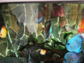 Akvarium komplet s rybami aj s prislusenstvom - 4