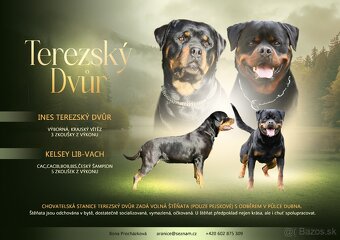 rottweiler - 4