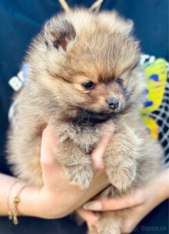 Pomeranian trpazlici spic - 4